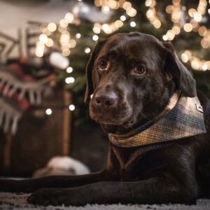 Woodsdog Weihnachten Bandana Labrador