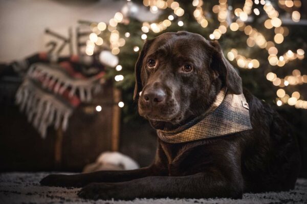Woodsdog Weihnachten Bandana Labrador